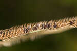 Saltmarsh fingergrass